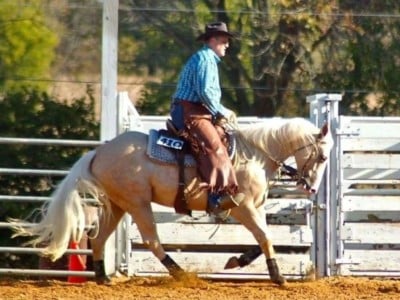 Lily King Drift JW<br>AQHA 5635076
